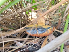 Pulchroboletus rubricitrinus