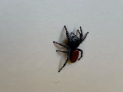 Phidippus carneus