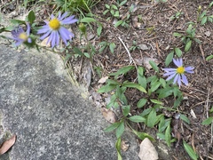 Eurybia surculosa