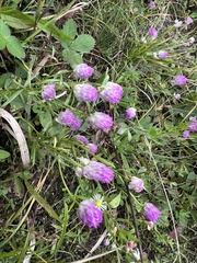 Polygala sanguinea