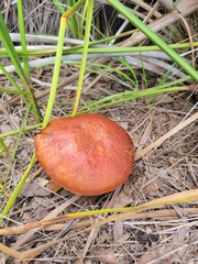 Pulchroboletus rubricitrinus