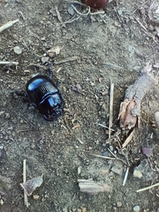 Typhaeus typhoeus