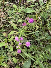 Polygala sanguinea