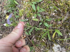 Eurybia surculosa