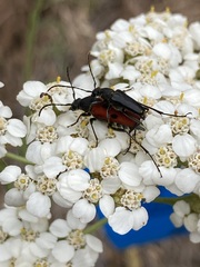 Anastrangalia laetifica