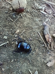 Typhaeus typhoeus