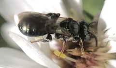 Ceratina strenua
