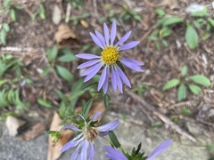 Eurybia surculosa