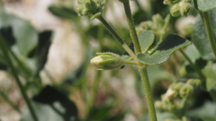 Mirabilis laevis retrorsa