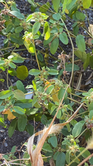 Croton monanthogynus