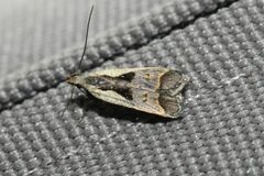 Dichomeris bilobella