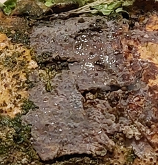 Acarospora fuscata