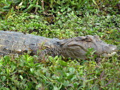 Caiman latirostris