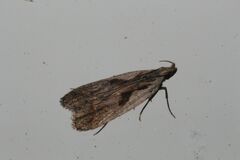 Dichomeris bilobella