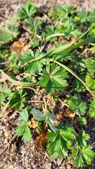 Potentilla argentea