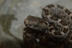 Crotalus ravus