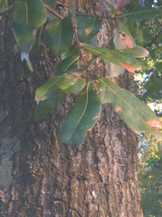 Quercus nigra