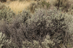 Artemisia tridentata tridentata