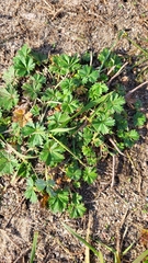 Potentilla argentea