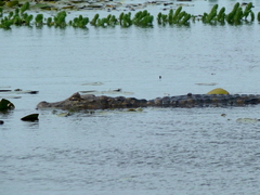 Caiman latirostris