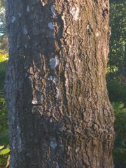 Quercus nigra