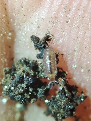 Trichoniscus pusillus