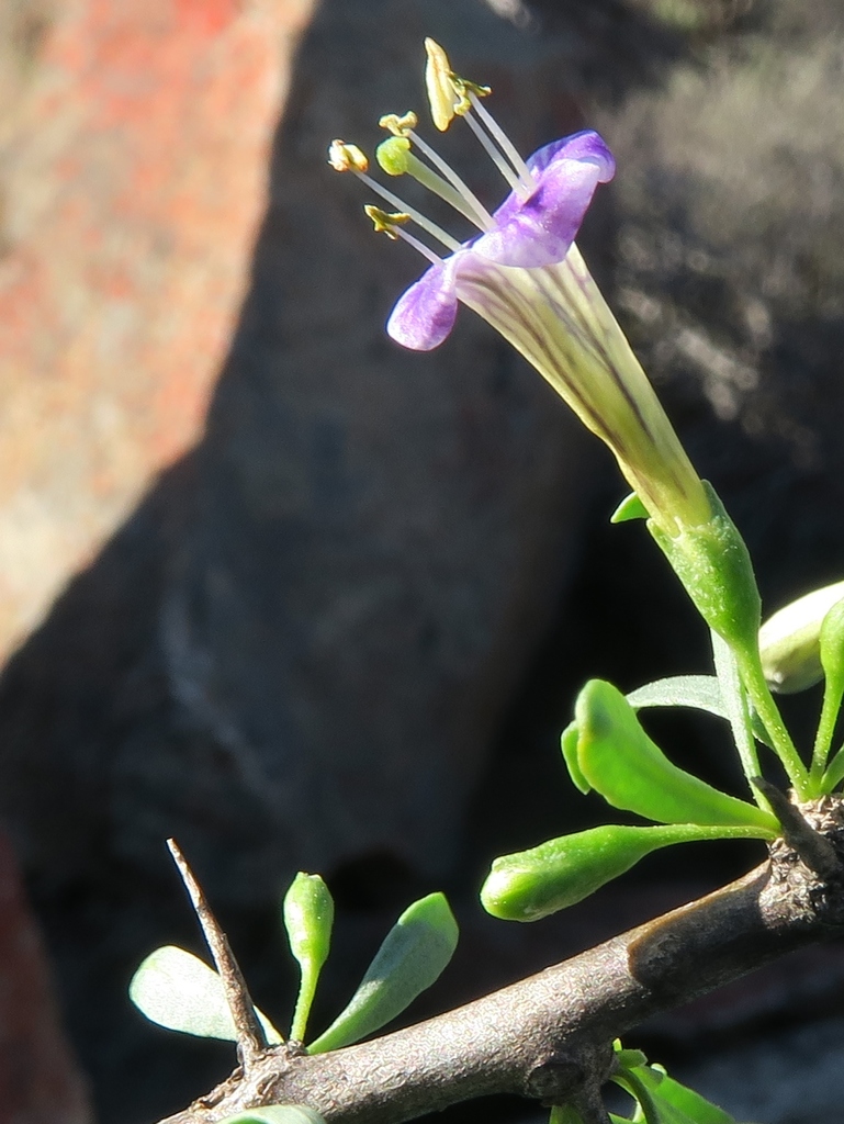 Bushmanland Honeythorn