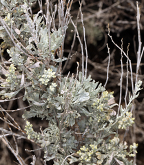 Artemisia tridentata tridentata