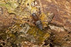 Clubionidae