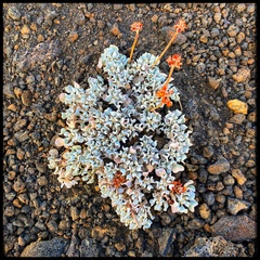 Eriogonum ovalifolium