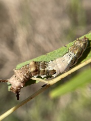 Limenitis