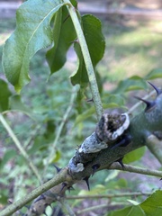 Heraclides cresphontes