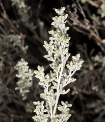 Artemisia tridentata tridentata