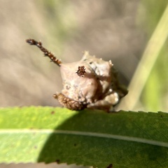 Limenitis