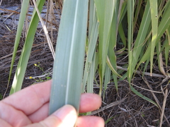 Cortaderia selloana