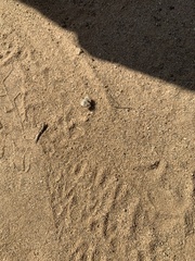 Dasymutilla sackenii