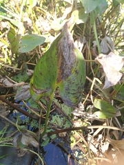 Pontederia cordata