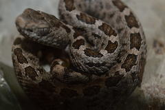 Crotalus ravus