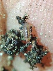 Trichoniscus pusillus