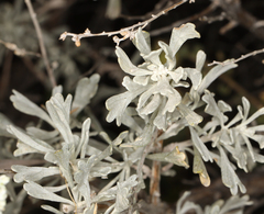 Artemisia tridentata tridentata