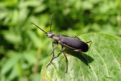 Epicauta cinerea-group