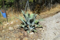 Agave americana