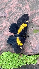 Catasticta teutila