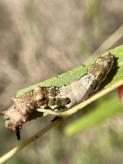 Limenitis