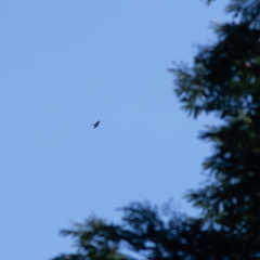 Ictinia mississippiensis