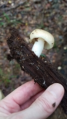 Russula pectinatoides
