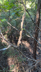 Ulmus alata