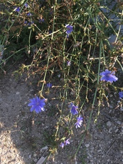 Cichorium intybus