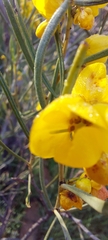 Senna artemisioides