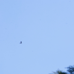 Ictinia mississippiensis